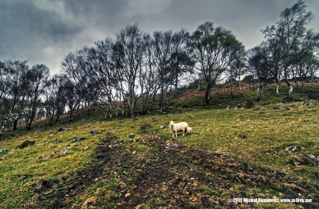 Single mother - Wales