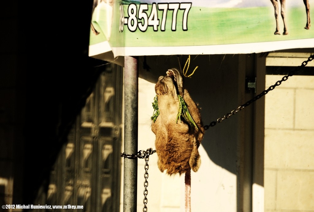 Camel butcher - West Bank 2011