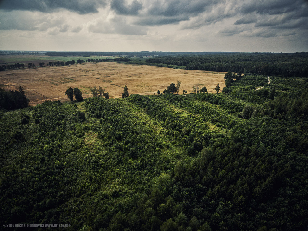 Old Forest New Forest